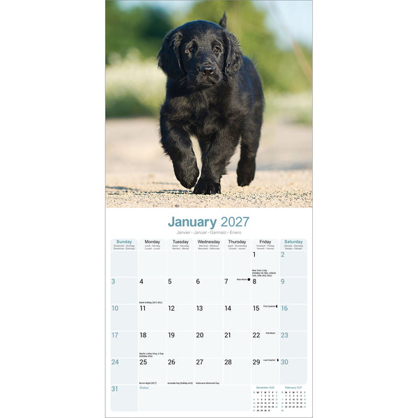 Flat Coated Retriever Calendar 2027