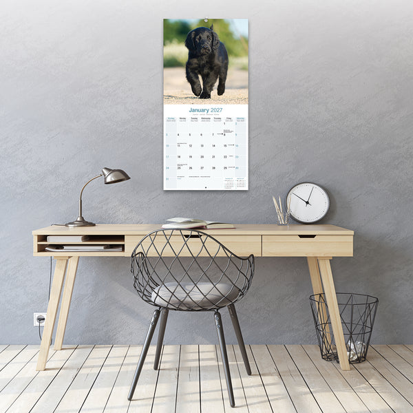 Flat Coated Retriever Calendar 2027