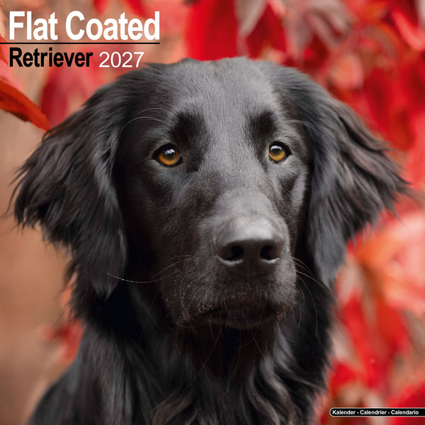 Flat Coated Retriever Calendar 2027