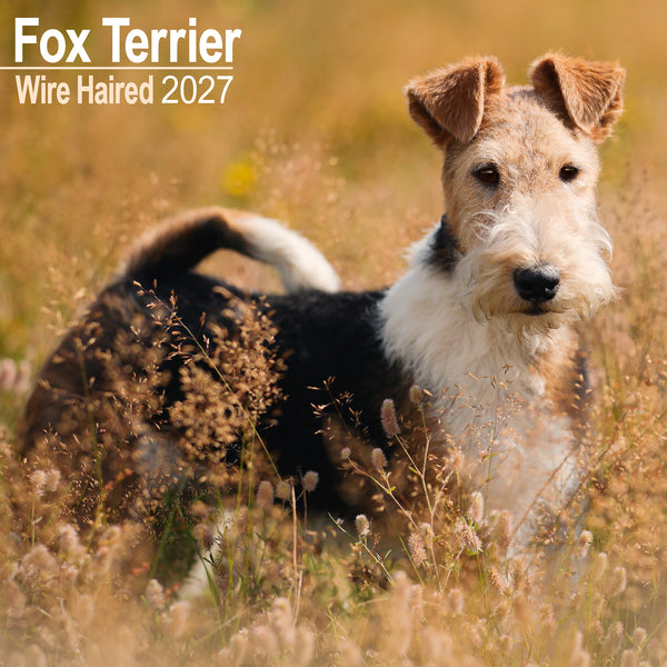 Fox Terrier Wirehaired Calendar 2027