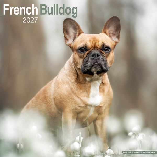 French Bulldog Calendar 2027