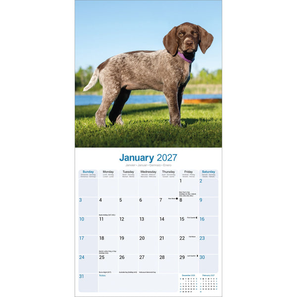 German Short Haired Pointer Calendar 2027