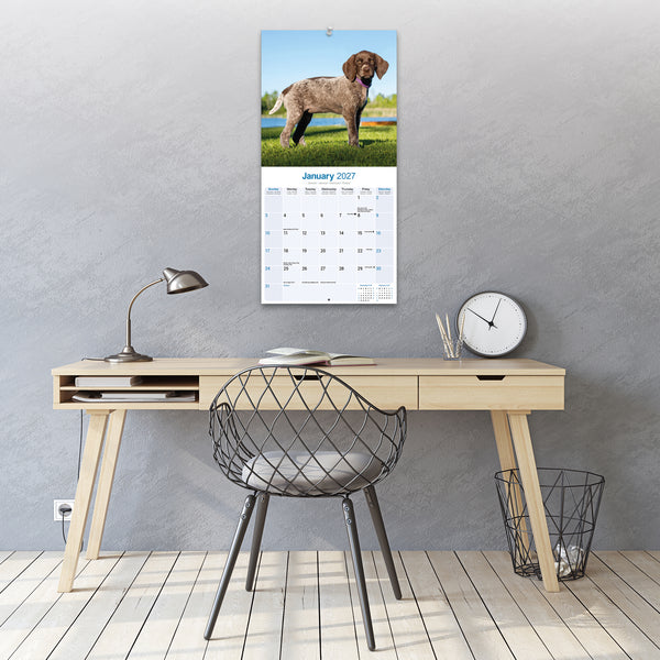 German Short Haired Pointer Calendar 2027