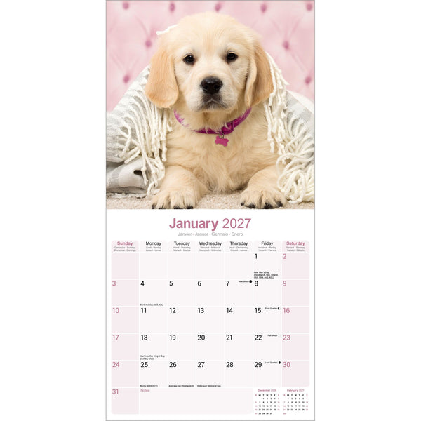 Golden Retriever Calendar 2027