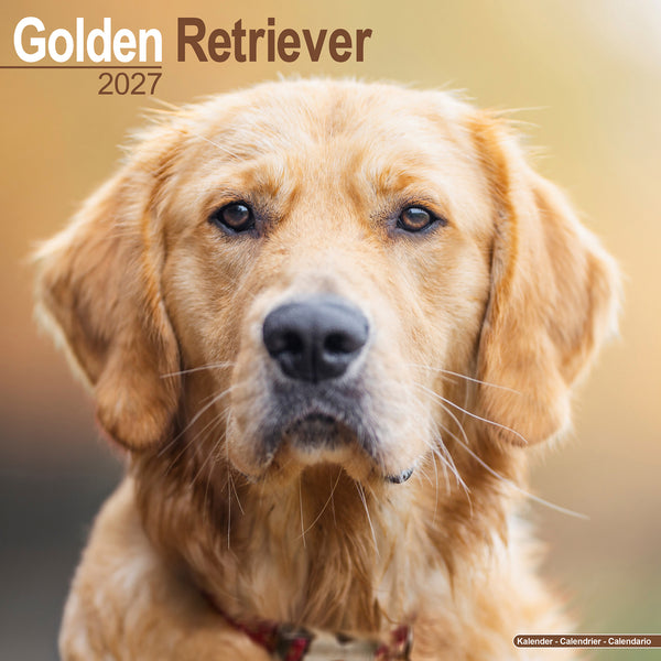 Golden Retriever Calendar 2027