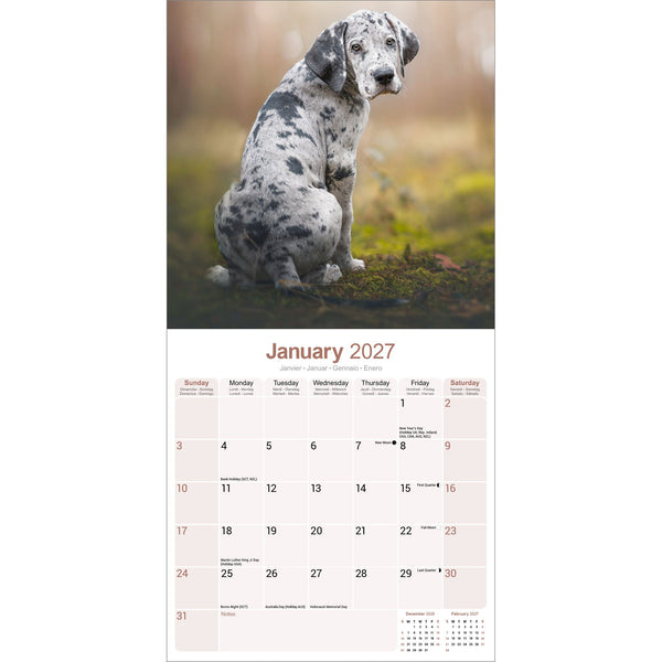 Great Dane Calendar 2027
