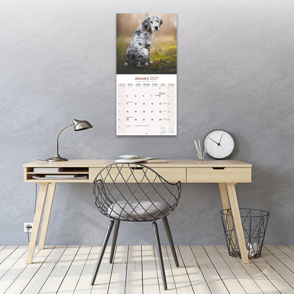 Great Dane Calendar 2027