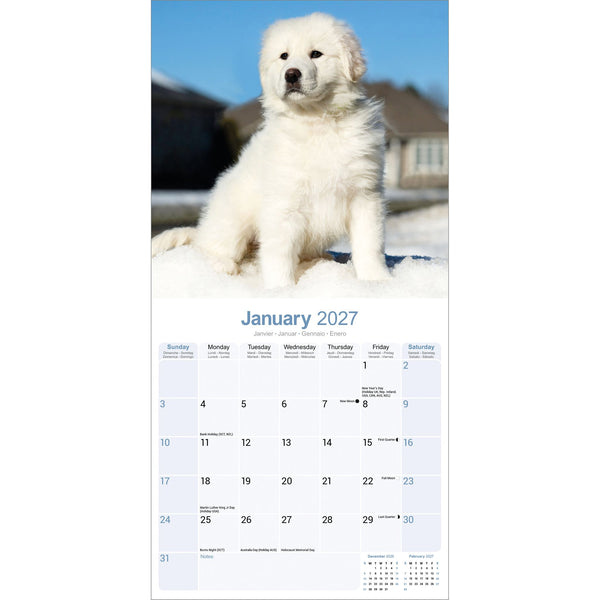 Great Pyrenees Calendar 2027