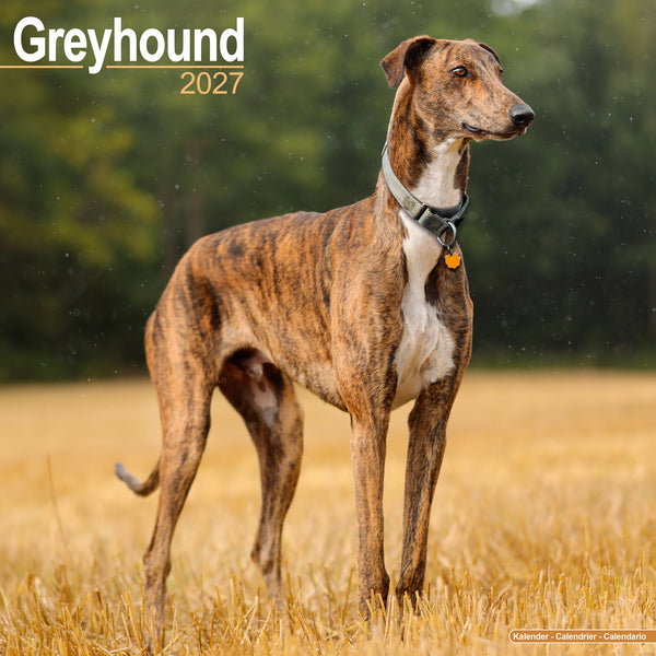 Greyhound Calendar 2027