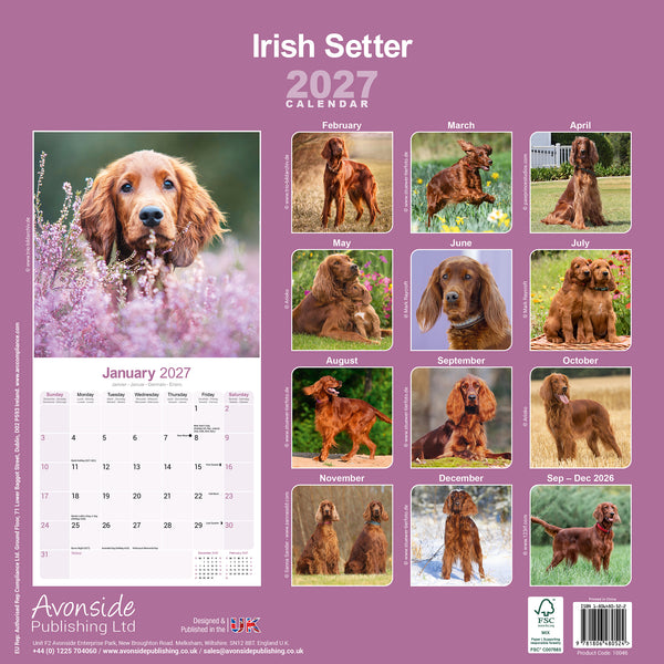 Irish Setter Calendar 2027