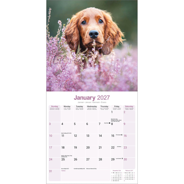 Irish Setter Calendar 2027