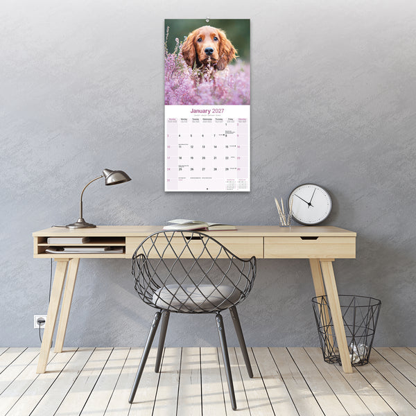 Irish Setter Calendar 2027