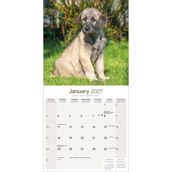 Irish Wolfhound Calendar 2027