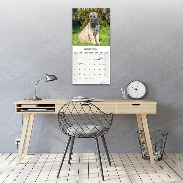 Irish Wolfhound Calendar 2027