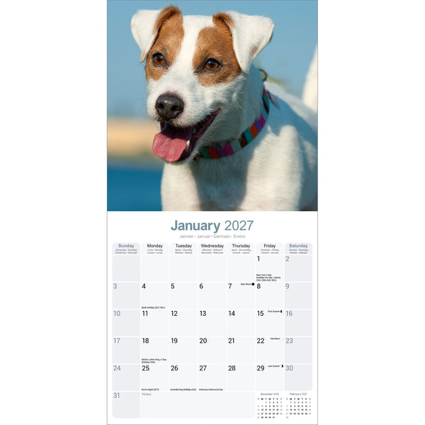 Jack Russell Calendar 2027