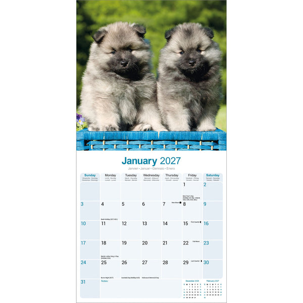 Keeshond Calendar 2027