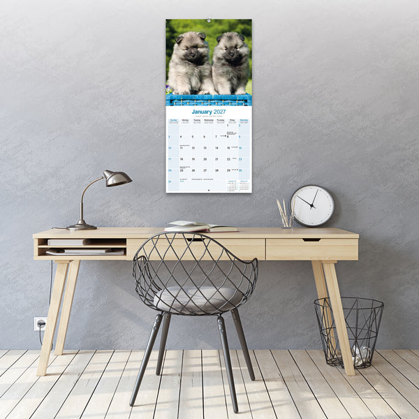 Keeshond Calendar 2027