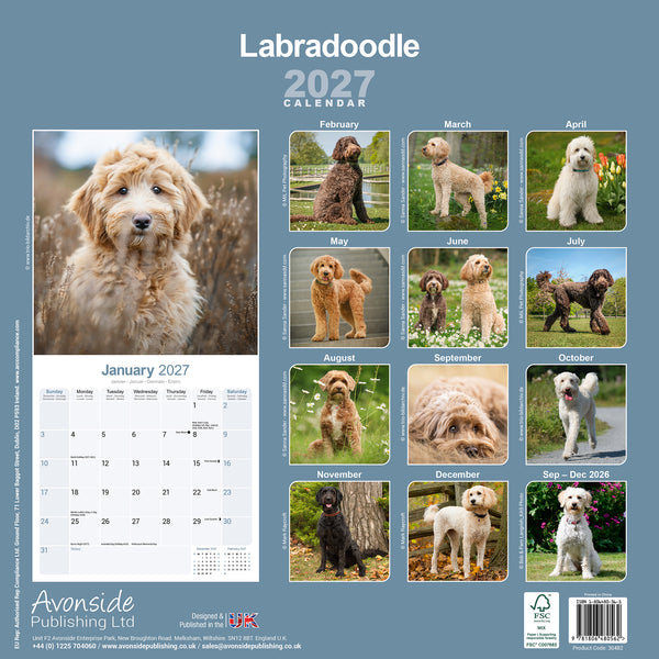 Labradoodle Calendar 2027