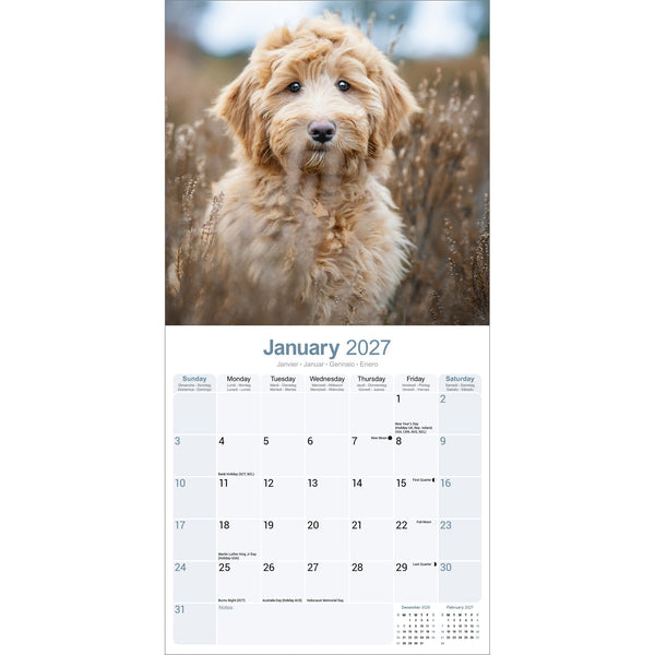Labradoodle Calendar 2027