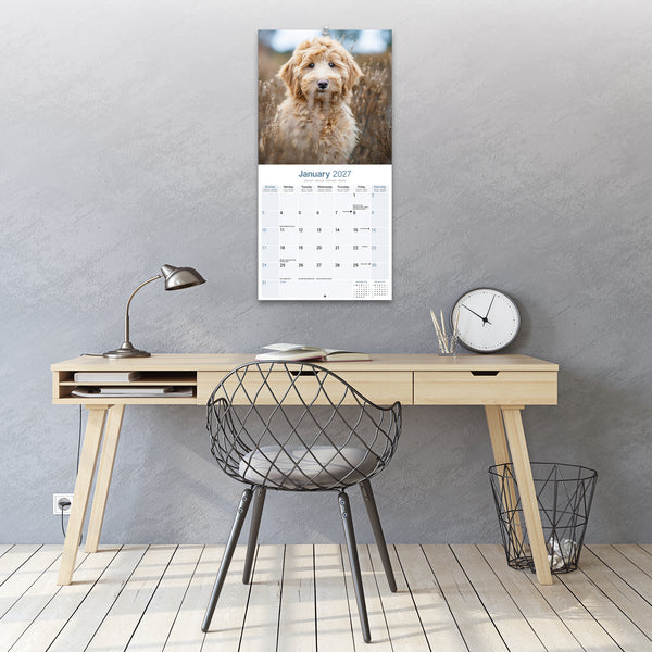 Labradoodle Calendar 2027