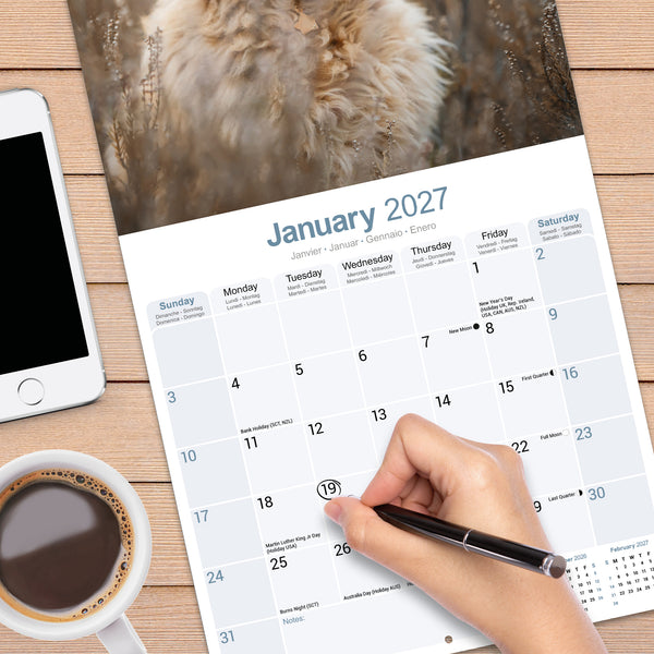 Labradoodle Calendar 2027