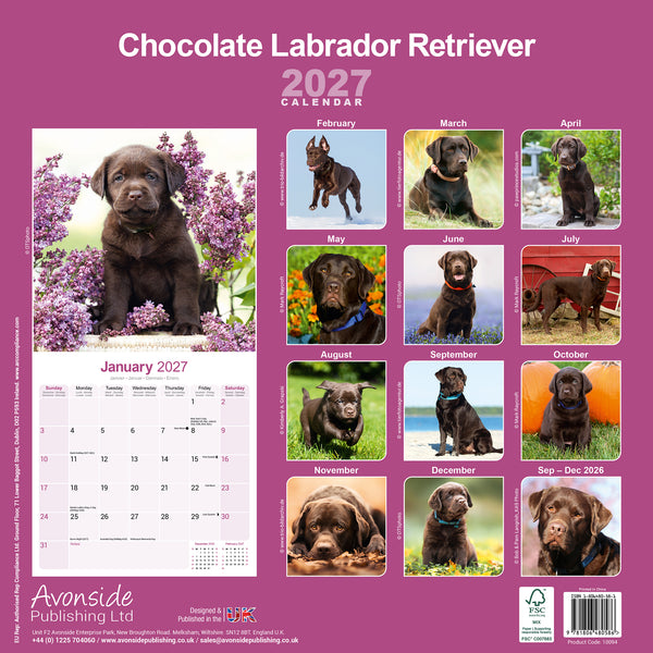 Chocolate Labrador Retriever Calendar 2027