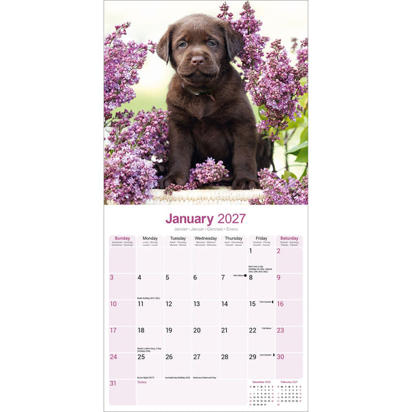 Chocolate Labrador Retriever Calendar 2027
