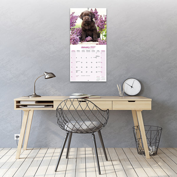 Chocolate Labrador Retriever Calendar 2027