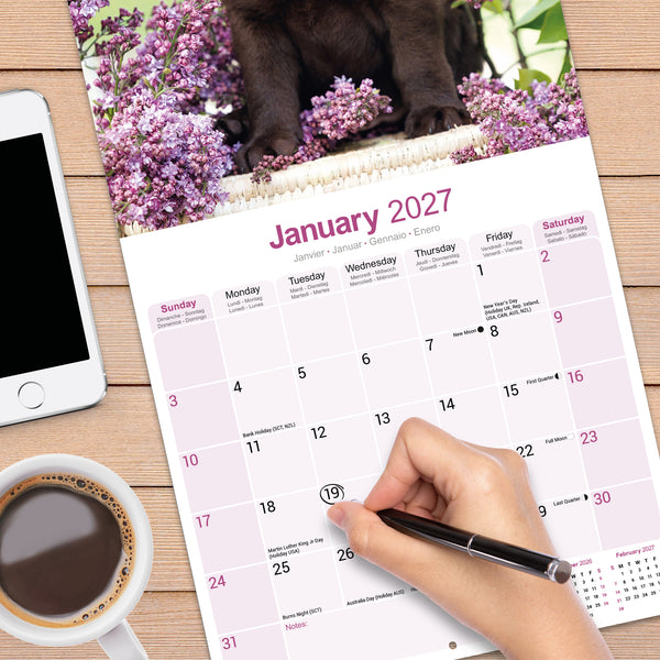 Chocolate Labrador Retriever Calendar 2027