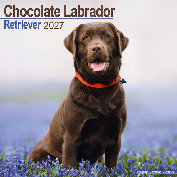 Chocolate Labrador Retriever Calendar 2027