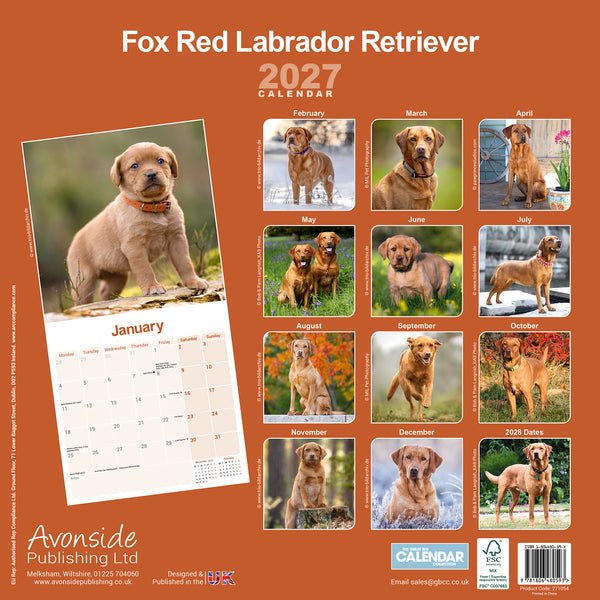 Fox Red Labrador Retriever Calendar 2027