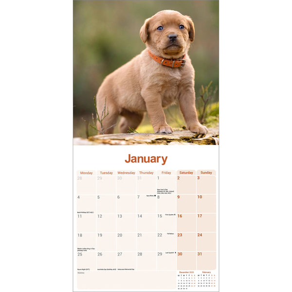 Fox Red Labrador Retriever Calendar 2027