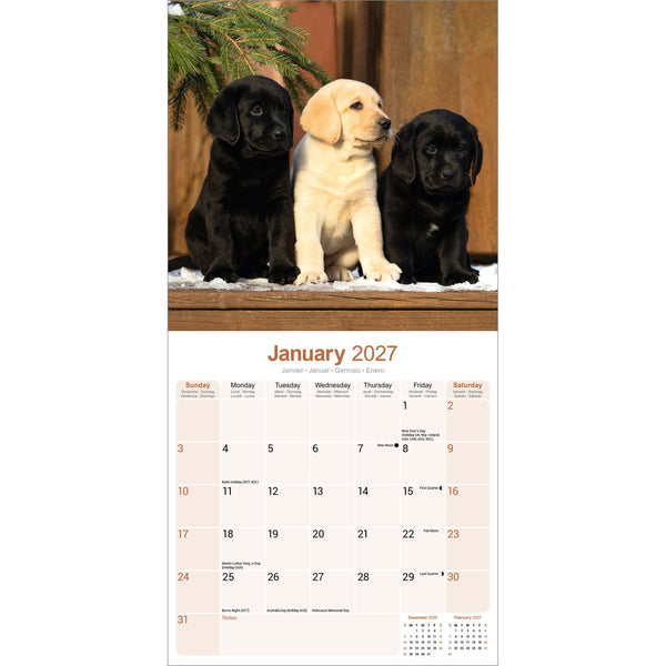 Labrador Retrievers Calendar 2027