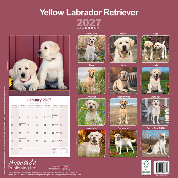 Yellow Labrador Retriever Calendar 2027