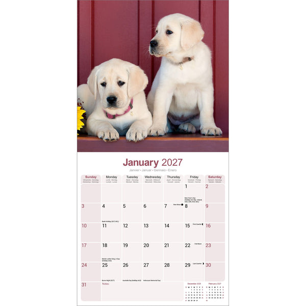 Yellow Labrador Retriever Calendar 2027