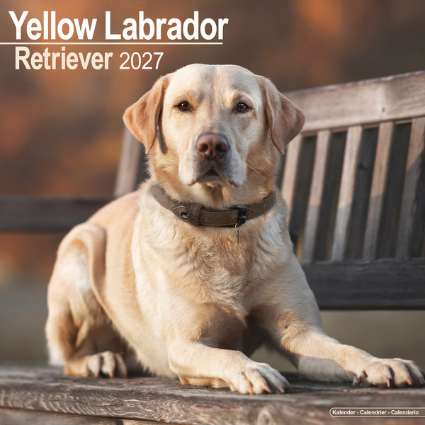 Yellow Labrador Retriever Calendar 2027