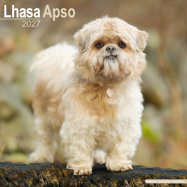 Lhasa Apso Calendar 2027