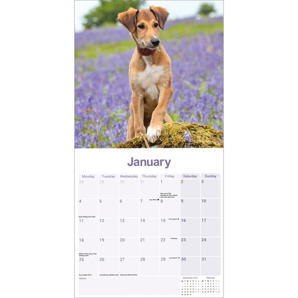 Lurcher Calendar 2027