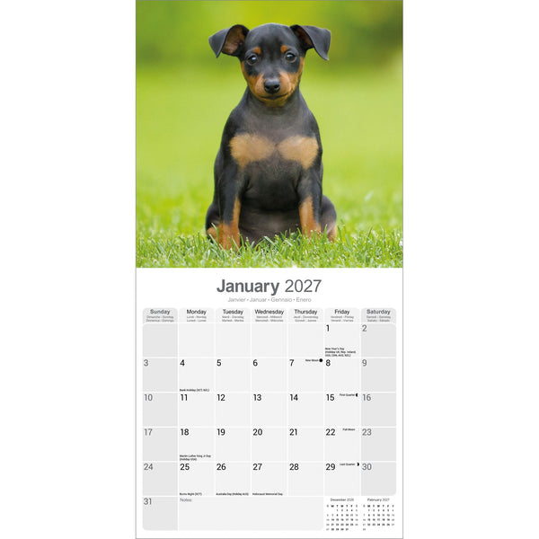 Miniature Pinscher Calendar 2027