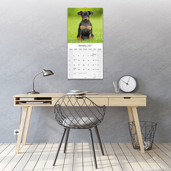 Miniature Pinscher Calendar 2027