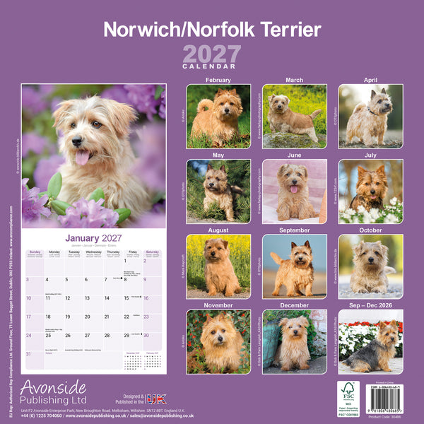 Norwich Norfolk Terrier Calendar 2027