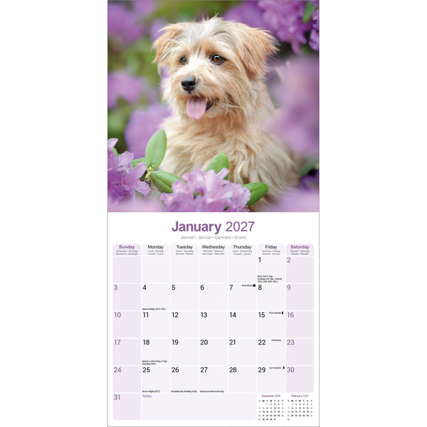 Norwich Norfolk Terrier Calendar 2027