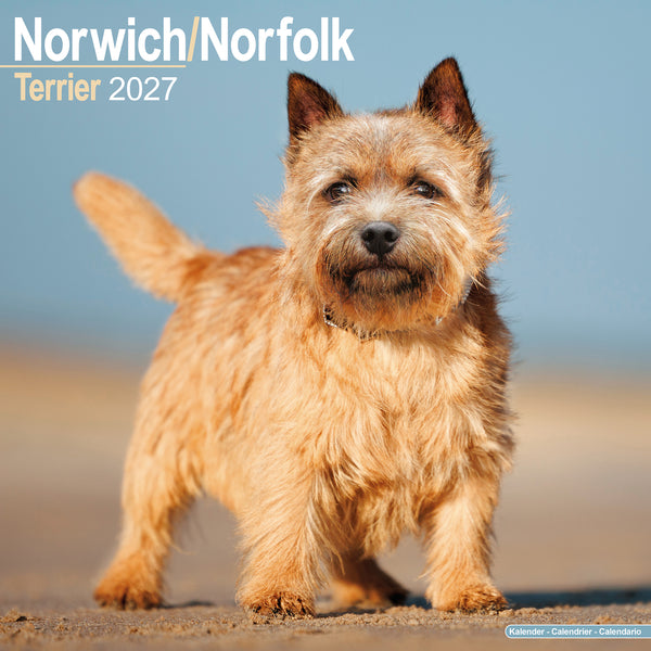 Norwich Norfolk Terrier Calendar 2027