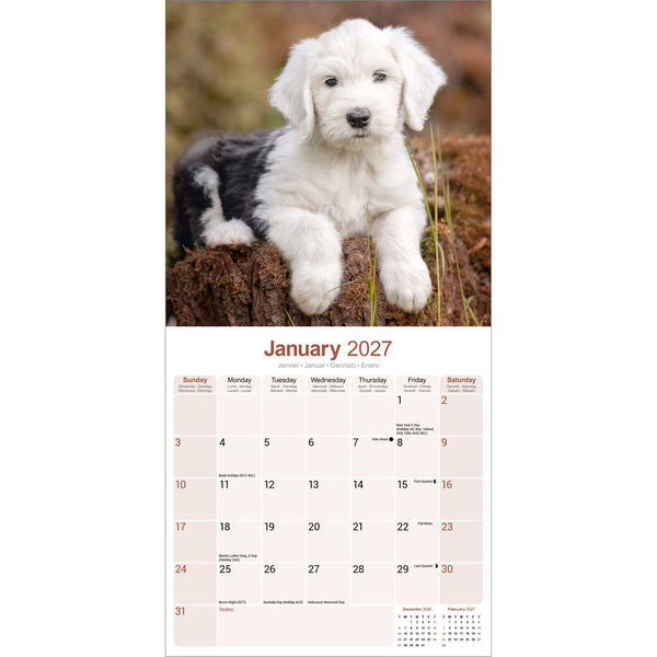 Old English Sheepdog Calendar 2027