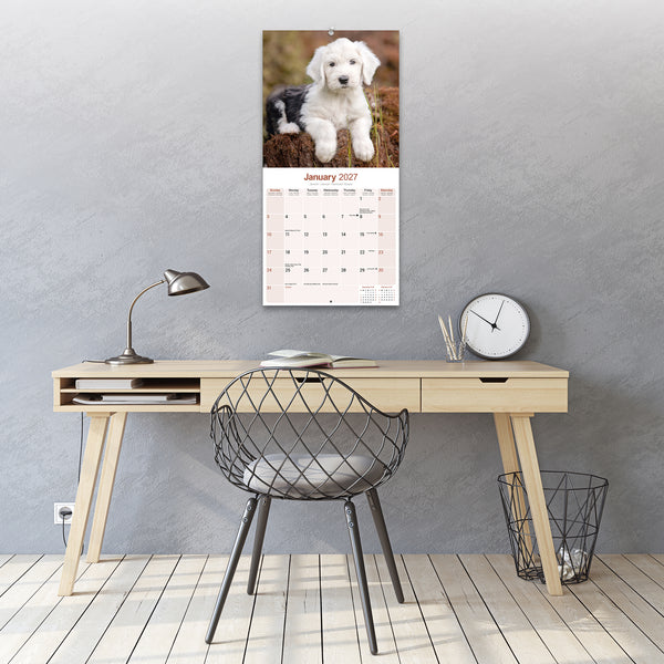 Old English Sheepdog Calendar 2027