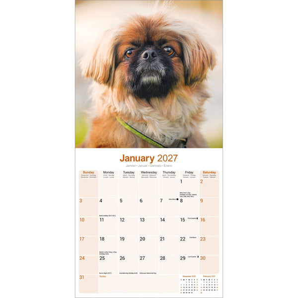 Pekingese Calendar 2027