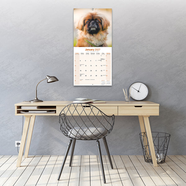Pekingese Calendar 2027