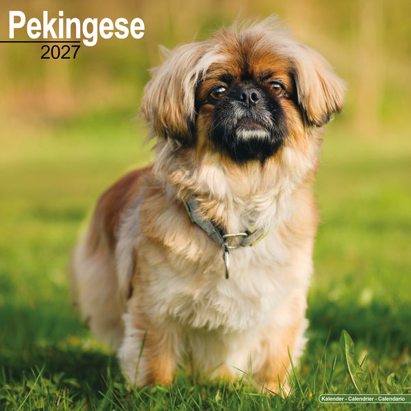 Pekingese Calendar 2027