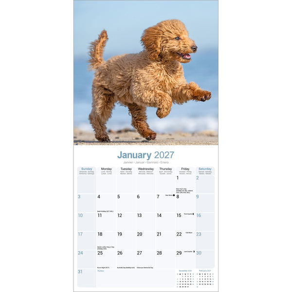 Poodle Calendar 2027