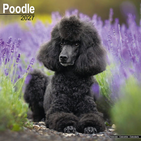 Poodle Calendar 2027